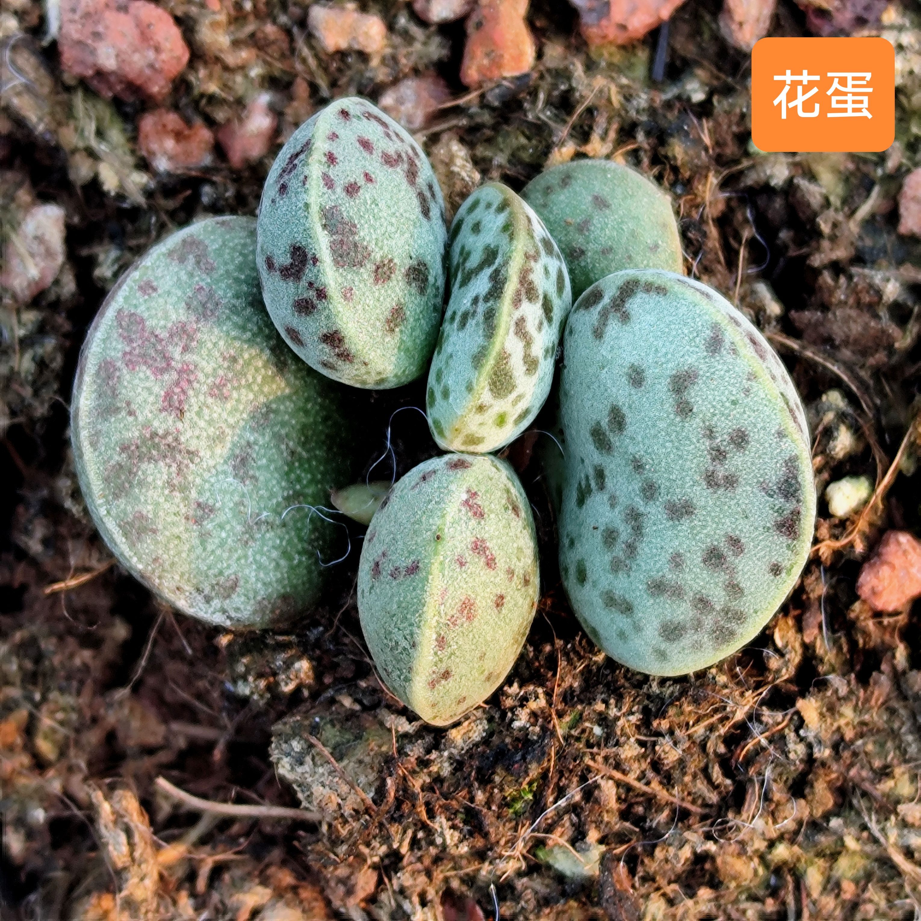 花蛋 紅蛋 白蛋水泡集合小紅嘴 海豹黑雞楞葉 豬肝 朱子玉