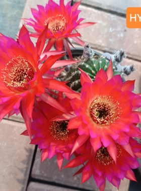 A144红黑喉HY110彩草A152仙人球红色漂亮 一物一拍包对版