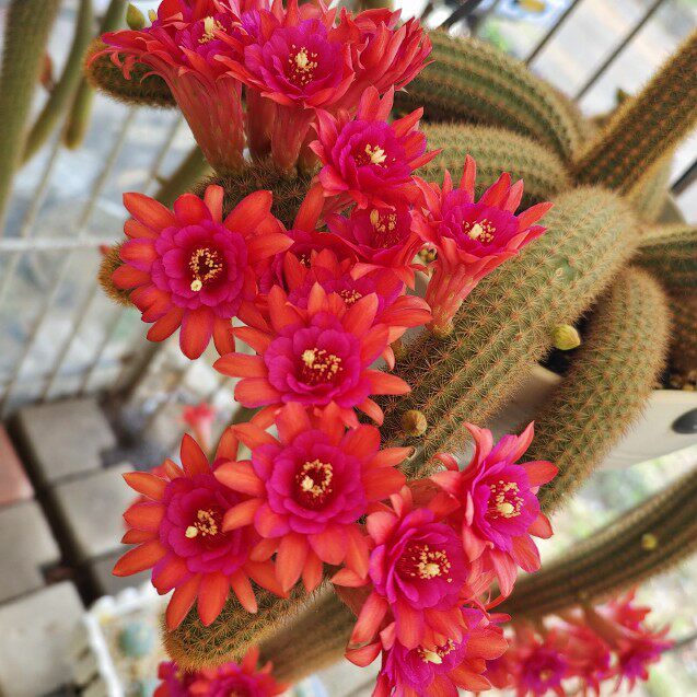 黄金妞 紫水晶金妞仙人柱 可直立可垂吊品种包对版多肉植物好养