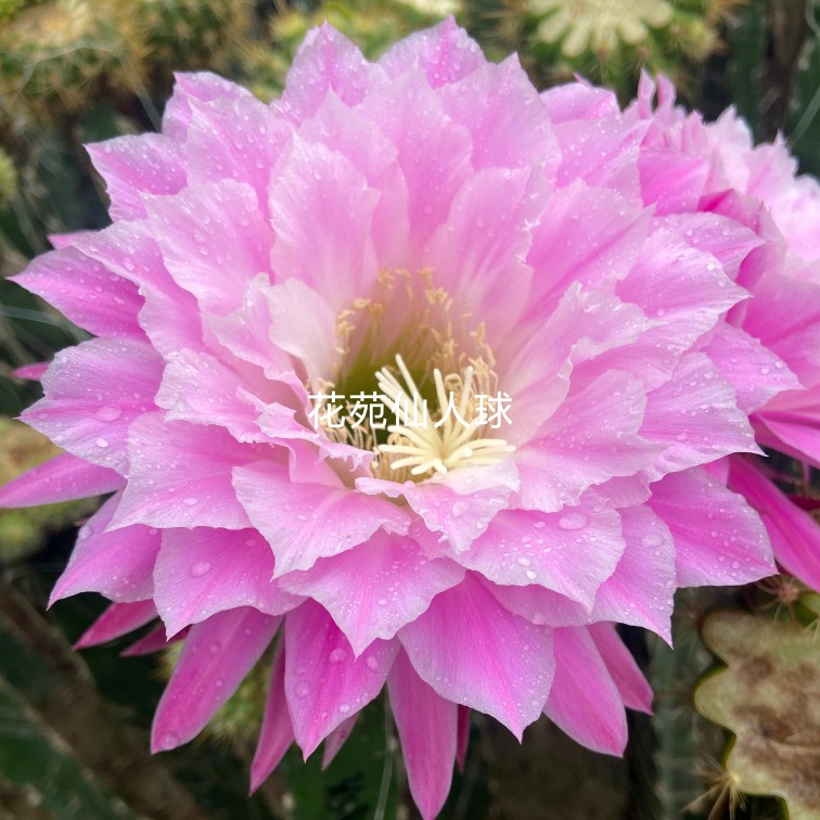 《千瓣蓮》毛花柱仙人球粉色大花層次多有香味包對(duì)版