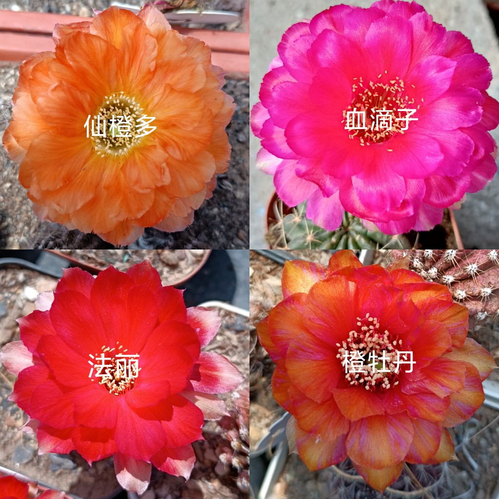 阳光明媚丽花仙人球侧芽