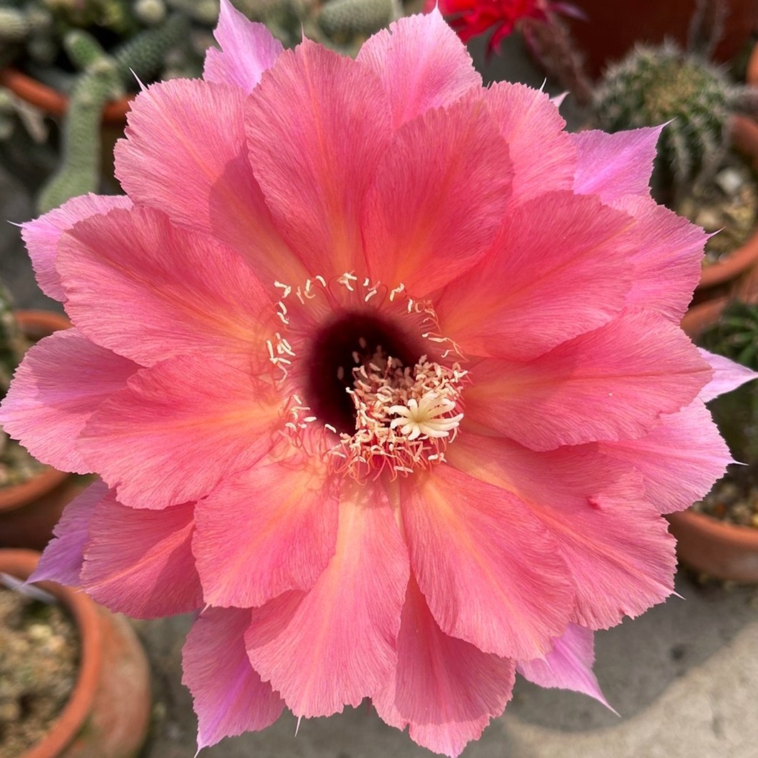 《本赫》 席克氏彩草仙人球ben hur经典品种包对版 无根侧球多物