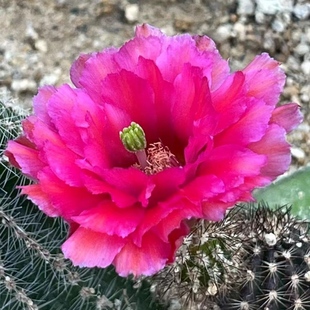 《鲜红虾》鹿角柱属《折墨虾》仙人球《微刺虾》多肉《巨大虾》