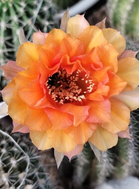 HY5120橙色123彩草202仙人球包对版一物一拍