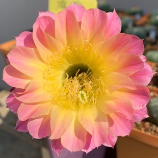 海伦威格尔粉黄心复色 席克氏彩草仙人球勤花容易开花 包对版