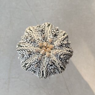 超兜 三角鸾凤玉 角尤 星兜实生仙人球海星兜