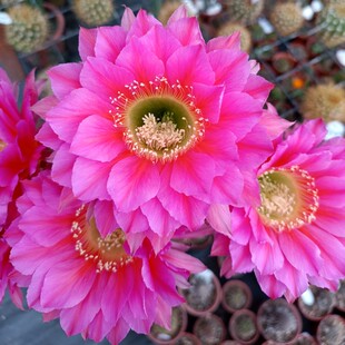 浓桃筋 彩草仙人球 粉色大花经典品种好养易群开有小飞碟之称