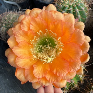 《德一》毛花柱仙人球多肉植物阳台好养花色漂亮