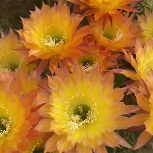 《黄金玫瑰》毛花柱仙人球短刺柱型金橙复色羽毛瓣大花包对版多肉