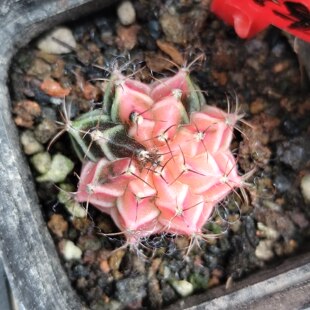 牡丹锦 丽蛇牡丹 梦想 紫牡丹 肋骨牡丹实生牡丹仙人球海神粉钻