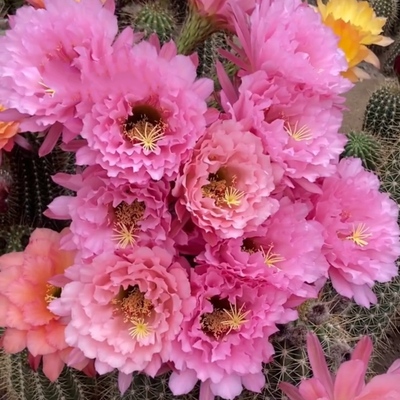 《清清粉黛》毛花柱仙人球粉色皱瓣大花漂亮包对版多肉植物好养