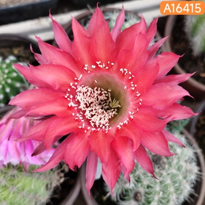 A154细瓣A16415太阳型花瓣A473彩草仙人球A565一物一拍包对版