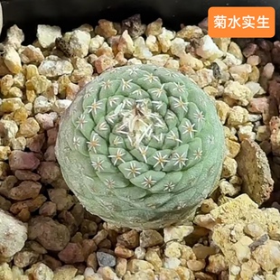 实生帝冠 克氏丸仙人球《菊水》 帝冠锦稀有四大名球多肉植物
