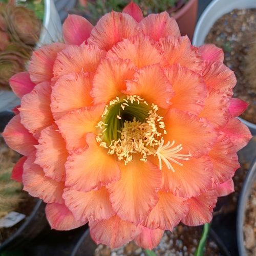 《牛牛》毛花柱仙人球重瓣大花柔美花色长刺柱子勤花包对版多肉植