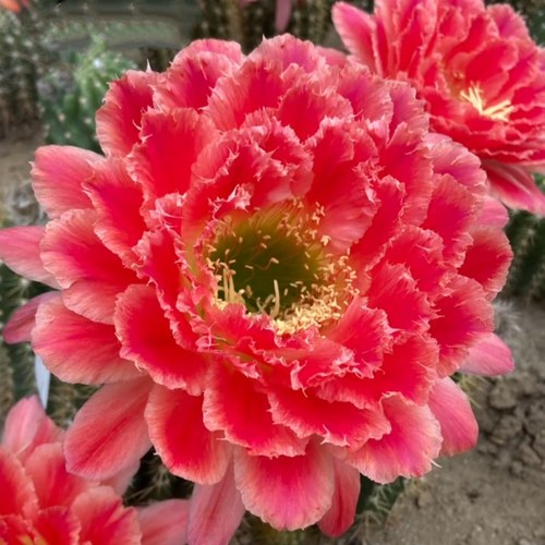 《蒙娜丽莎》毛花柱仙人球重瓣蕾丝大花漂亮包对版多肉植物好养
