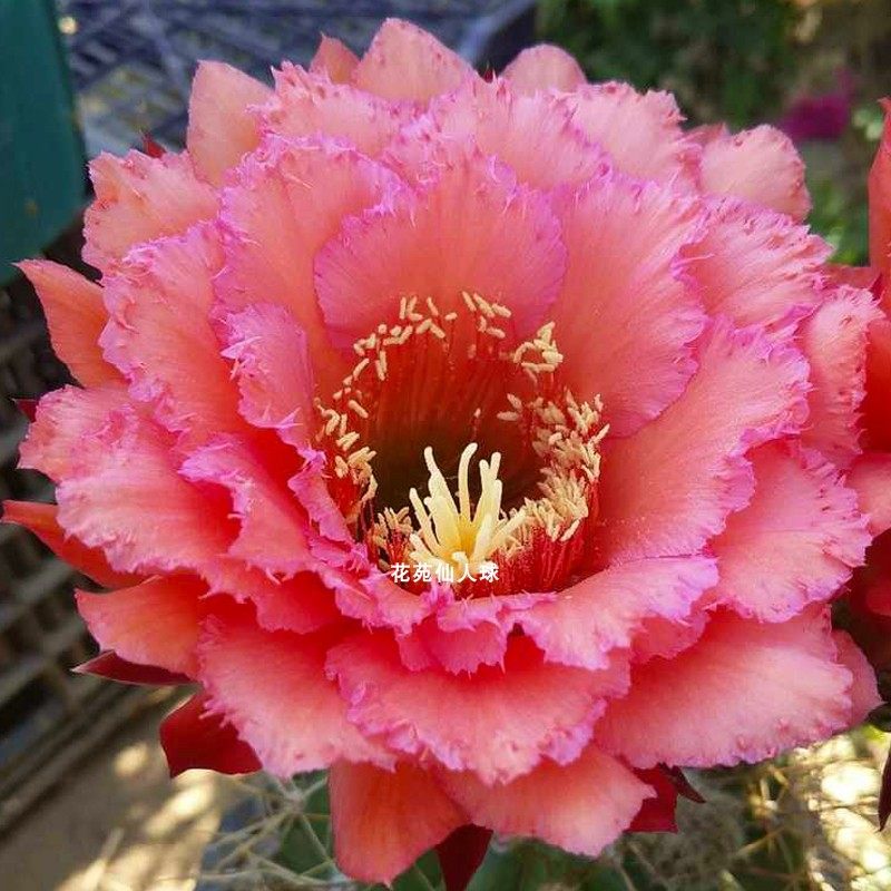 克斯汀cerstin毛花柱克斯丁仙人球蕾丝花瓣 大花品种大侧球对版