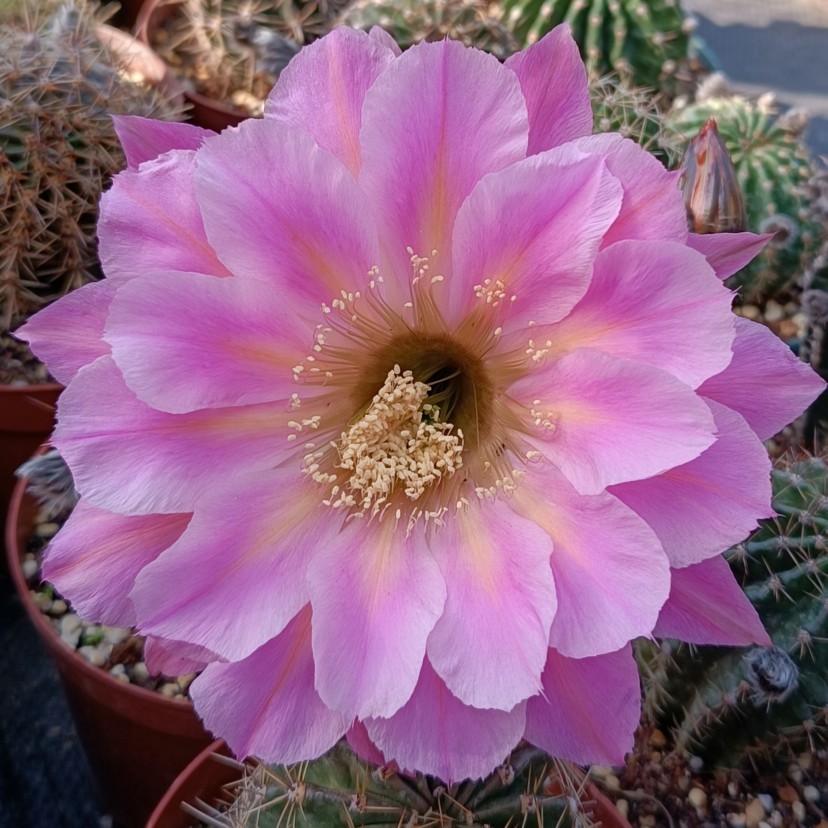 交响乐之春 spring symphony席克氏彩草仙人球 春天交响曲 大花