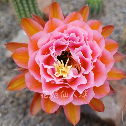 粉桃精灵 毛花柱仙人球重瓣复色大花层次感强包对版多肉植物好养