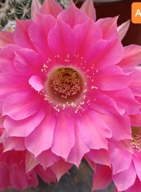 A233《桃夭》彩草仙人球021 桃粉色