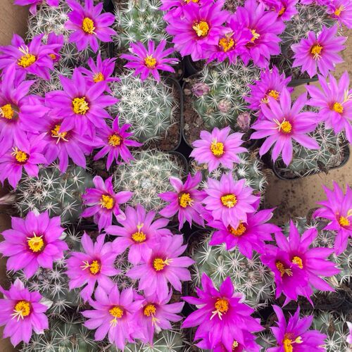 实生蓬莱宫仙人球 稀缺精品开紫红花乳突球属多肉植物桌面防辐射