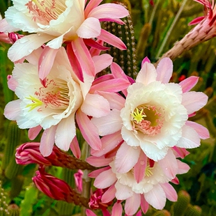 卡布奇诺 金纽仙人球仙人柱 花色淡雅无根侧芽包对版多肉植物