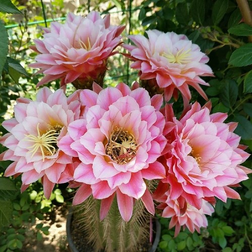 《曙光》毛花柱仙人球 花色清新淡雅 包对版多肉植物阳台好养