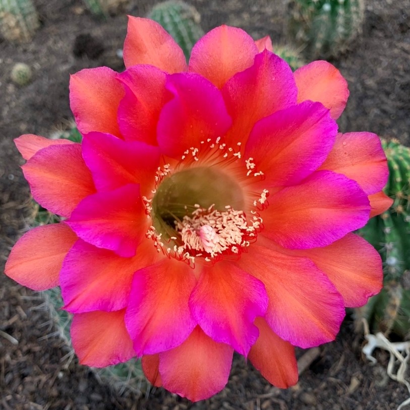 《红桃5》彩草仙人球复色大花艳丽醒目配色群开漂亮勤花包对版