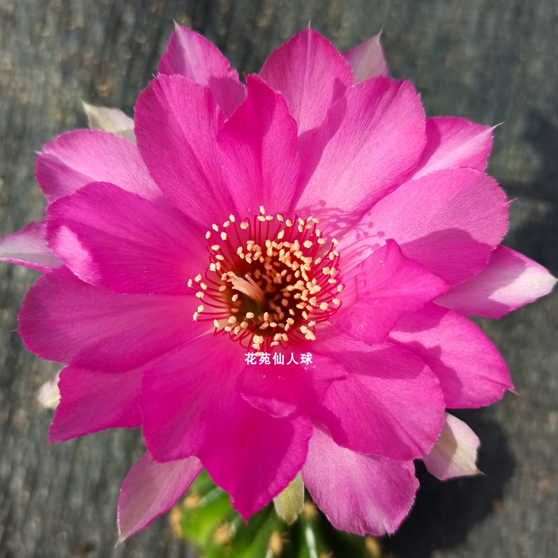 《绿都》丽花仙人球玫粉色大花品种球体碧绿短刺圆润漂亮多肉植物
