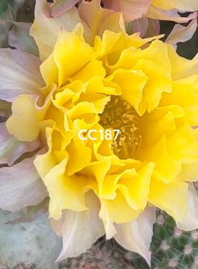 18A5彩草《CC187》仙人球蛋黄派黄白复色CC188配色淡雅包对版