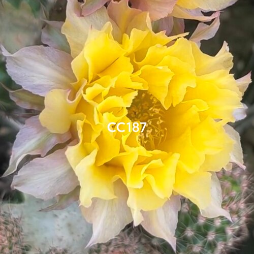 18A5彩草《CC187》仙人球蛋黄派黄白复色CC188配色淡雅包对版