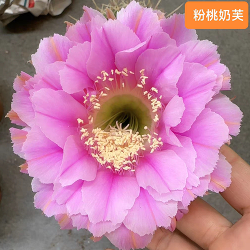 新品丽花属端午紫粉白复色仙人球
