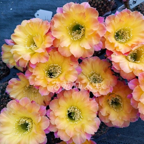 富兰克林 彩草仙人球(rosalind franklin )编号us47 席克氏彩草