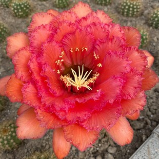 荣耀自花 毛花柱国王仙人球 歪歪包对版