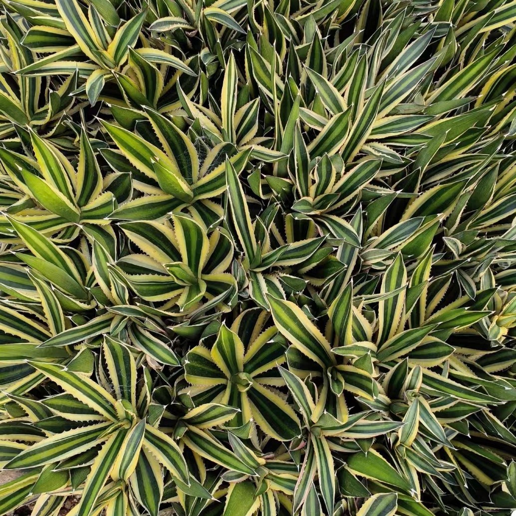 笹之雪龙舌兰五色万代龙舌兰王妃雷神白中斑多肉植物小盆栽