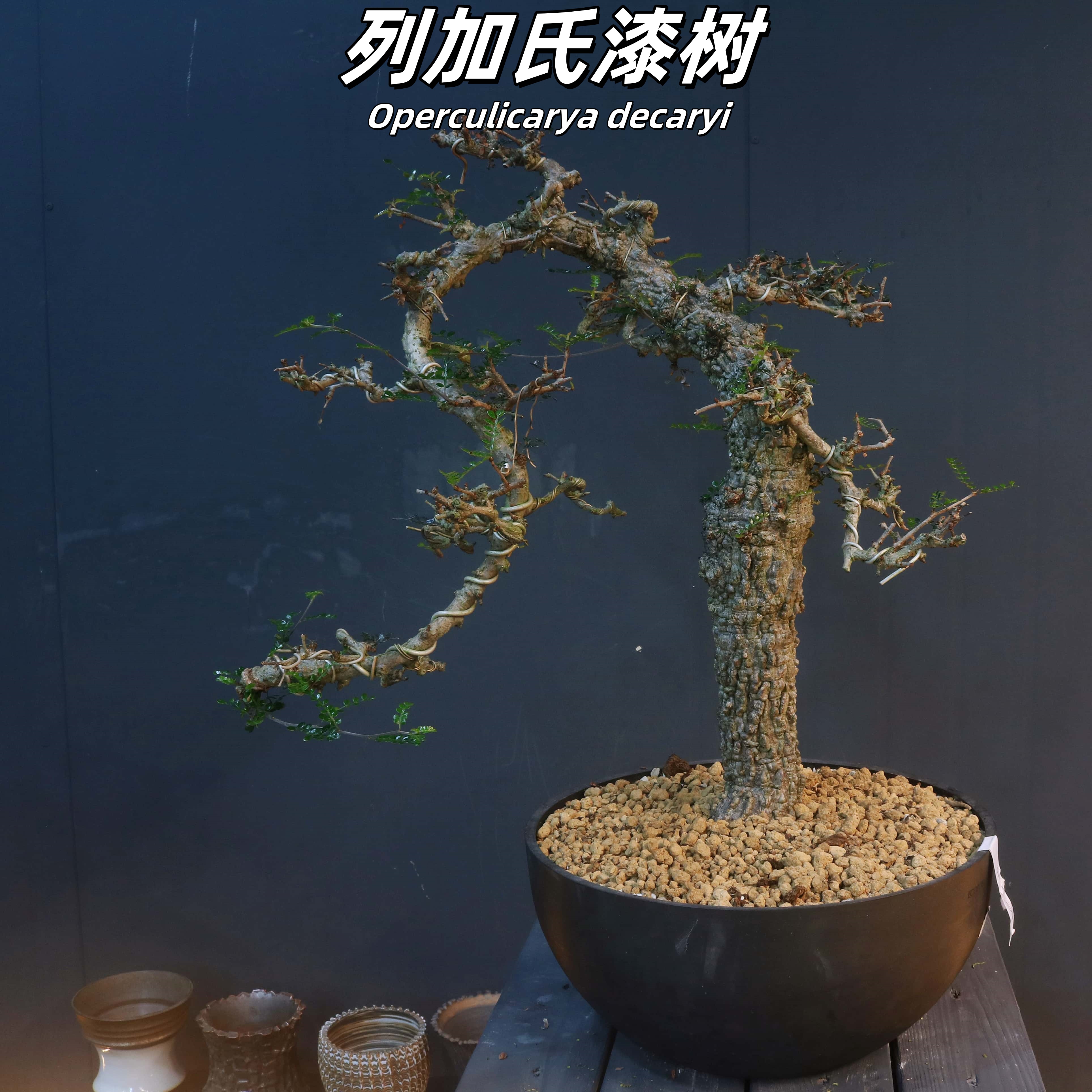 列加氏漆树Operculicarya decaryi 高60宽50粗10cm 块根潮流植物