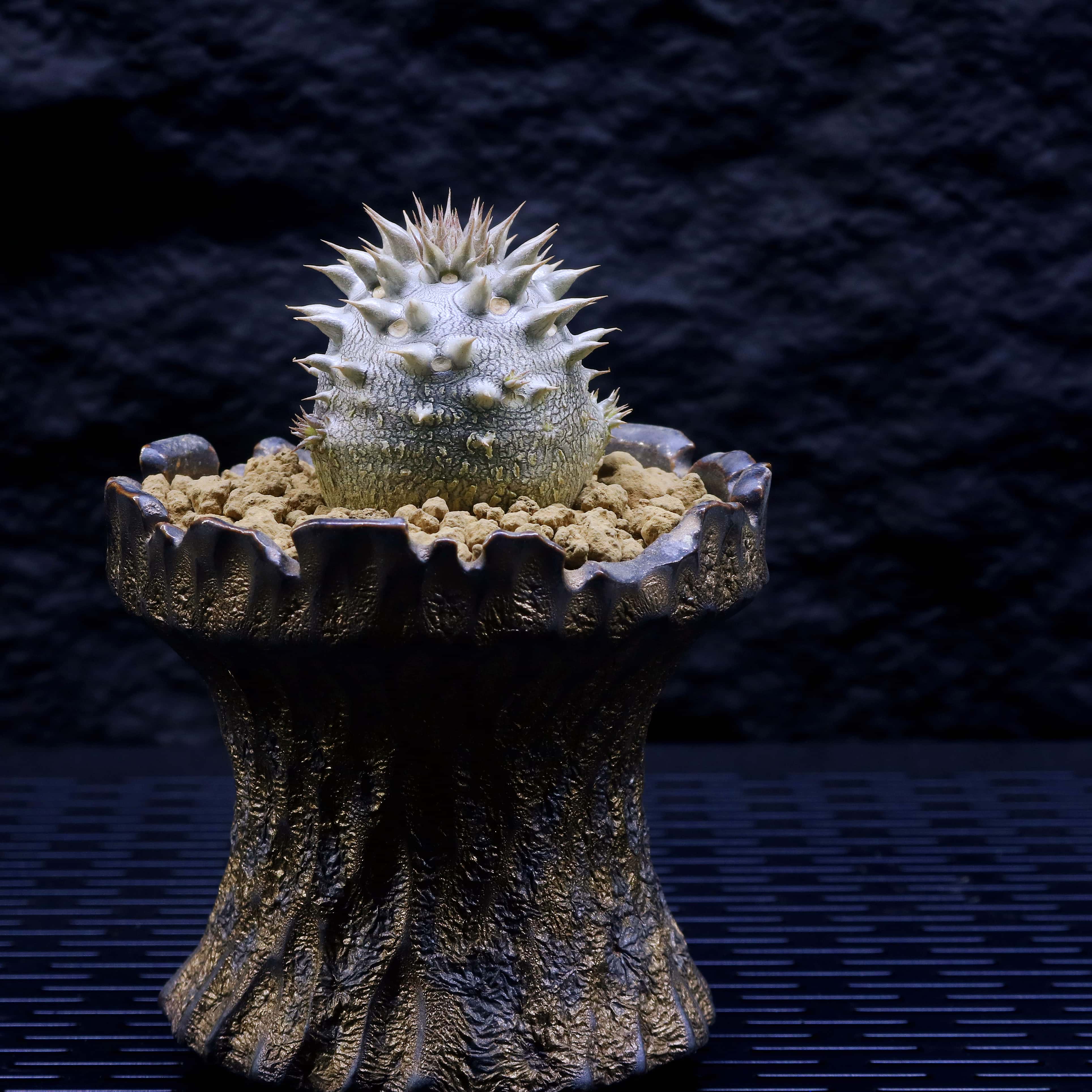 惠比巴西女王玉桎象牙玉大黑棒槌实生 一物一怕 多肉块根潮流植物