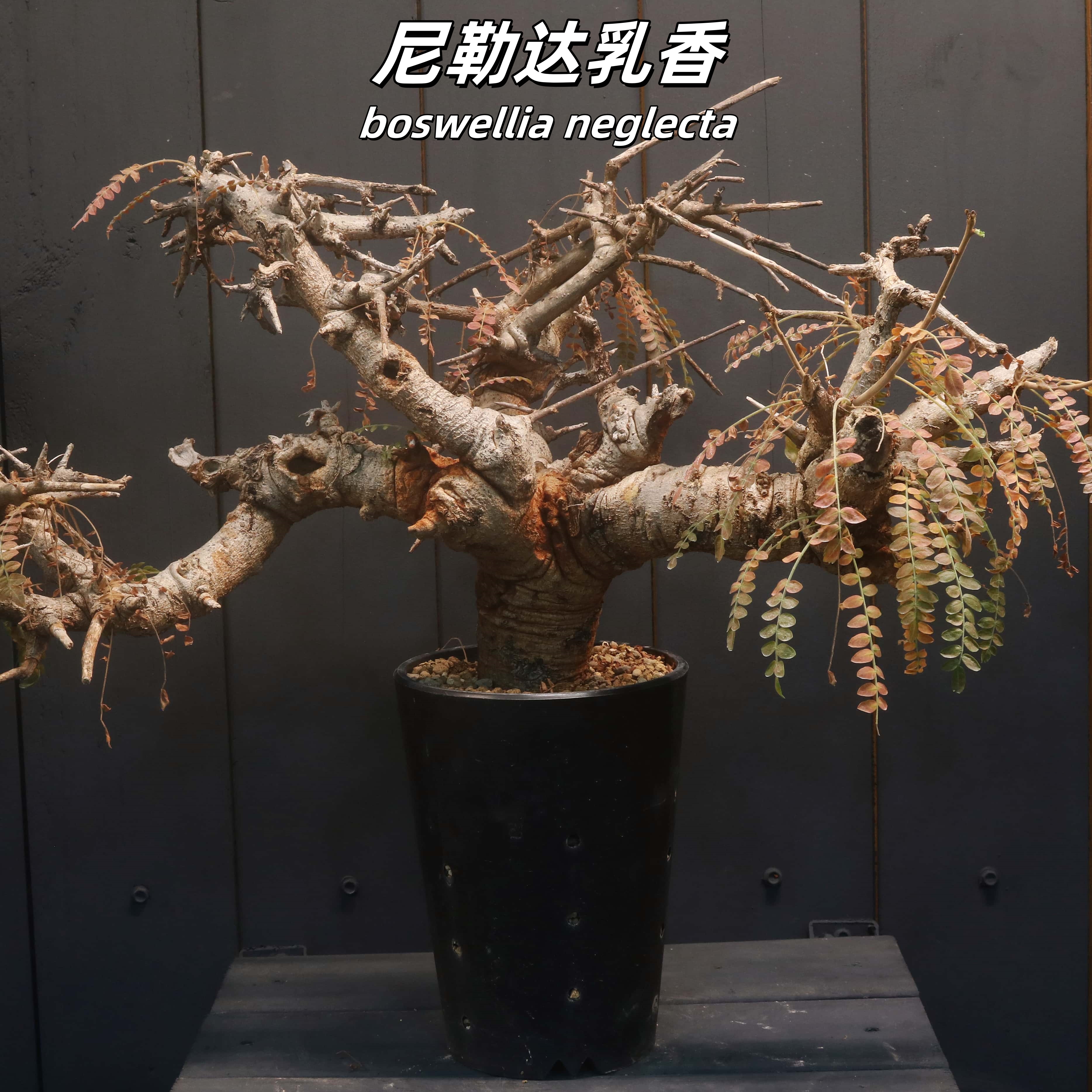 尼勒达乳香橄榄 boswellia neglecta 冠50高30粗8cm 多肉块根植物
