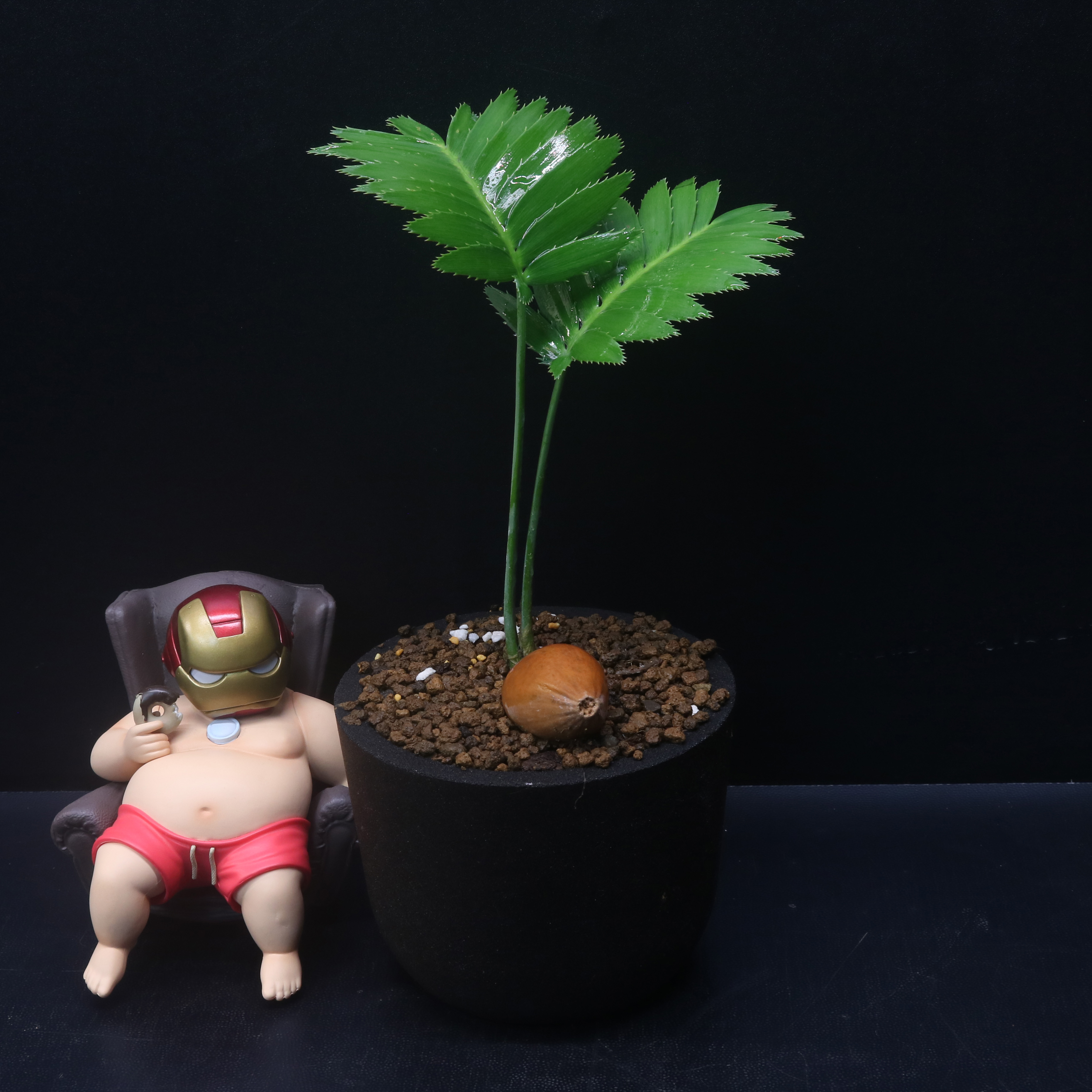 巨型双子铁树Dioon spinulosum 一物一拍 泽米属多肉潮流块根植物