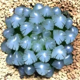 OB1 Ледяной Фонарь Юлу Маомотер, один из сочных сортов растений, подлинные ледяные фонари в нефритовой росе