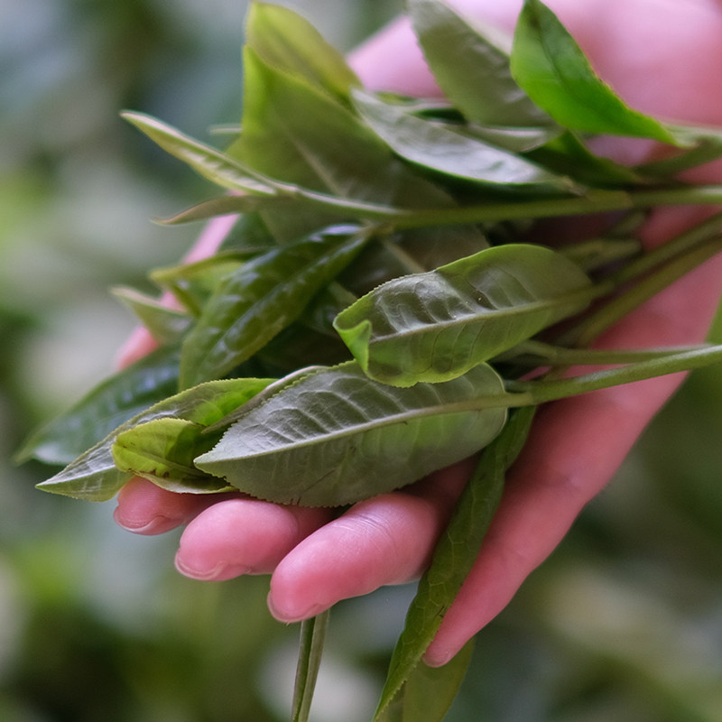 2023年绿水塘单株1kg普洱茶生茶饼茶临沧茶区
