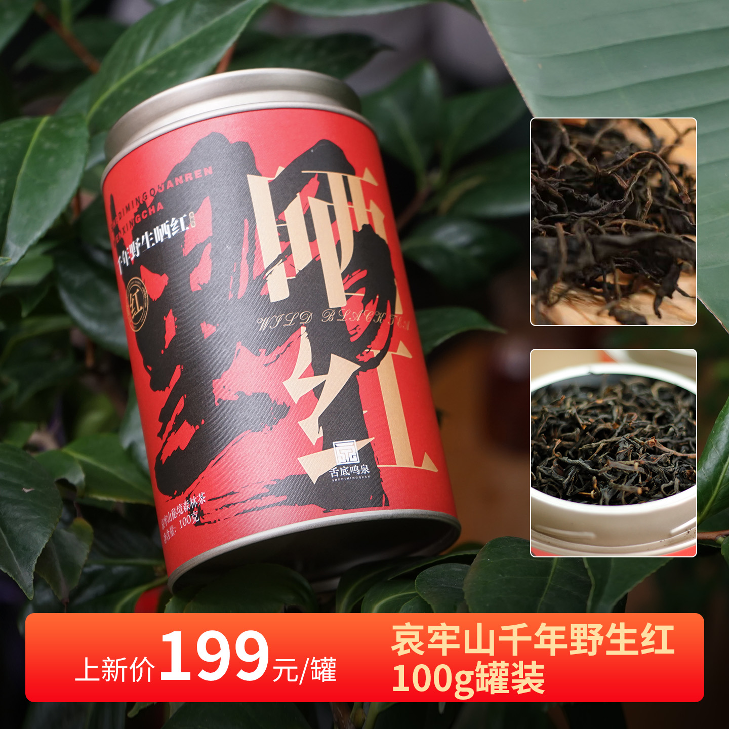 云南哀牢山千年野生古树晒红