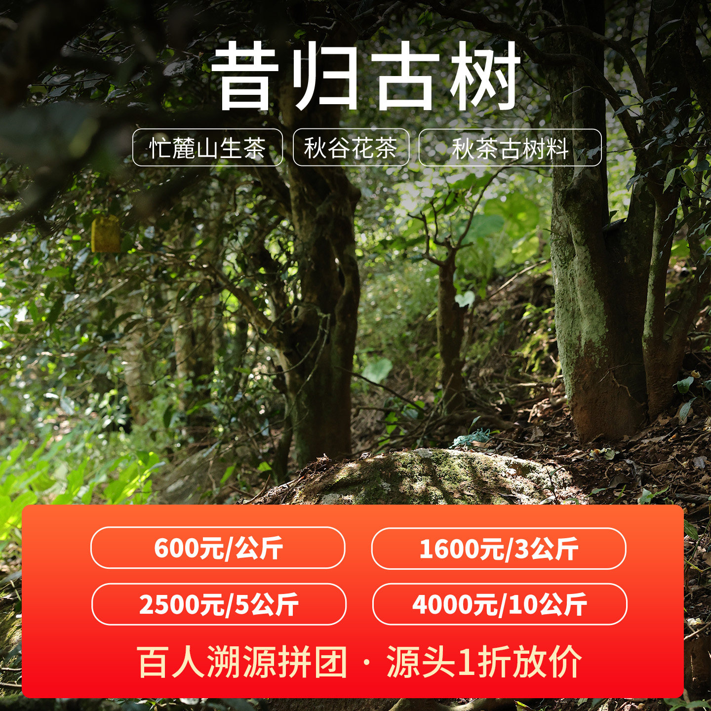 昔归古树谷花秋茶溯源普洱茶