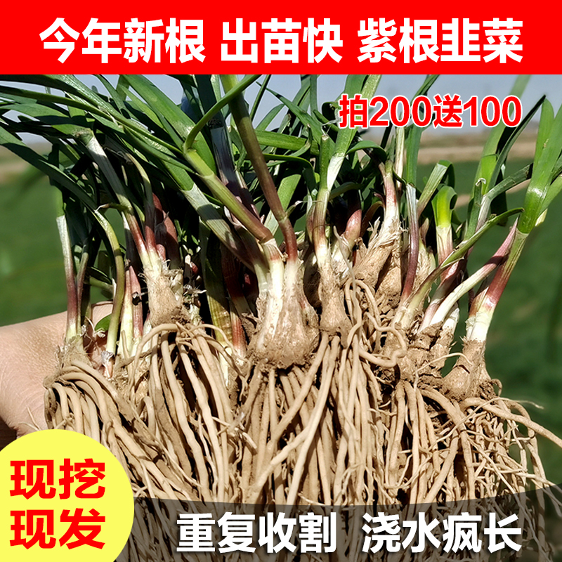 盆栽绿植紫根韭菜包成活庭院