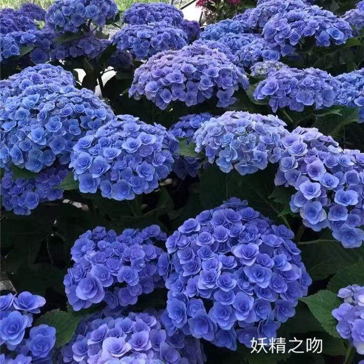 4棵包邮 正品 包对版 妖精之吻 大花绣球花苗,鲜花速递/花卉仿真/绿植园艺,绣球/木绣球/木本植物,淘宝优惠券,粉丝福利购,淘宝优惠卷