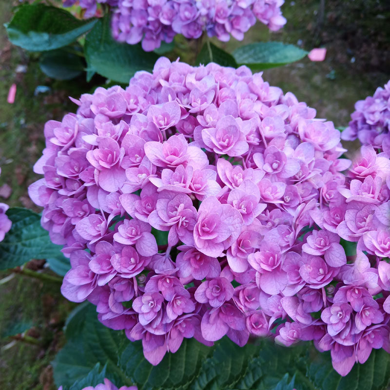 卡鲁塞尔旋转木马大花绣球花苗花卉盆栽园艺植物阳台庭院春季美观