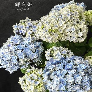 4棵包邮 正品 包对版 辉夜姬 大花绣球花苗
