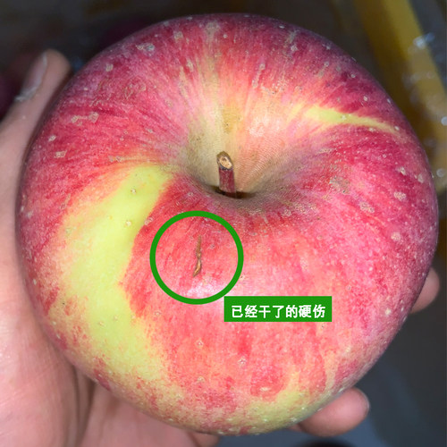 陕西红富士丑苹果瑕疵果二级果洛川水果产地直发磕碰伤小破皮