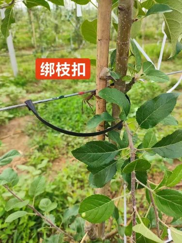 果树绑枝卡扣树干固定塑料卡绑树卡园艺密植园小树固定器农用果园