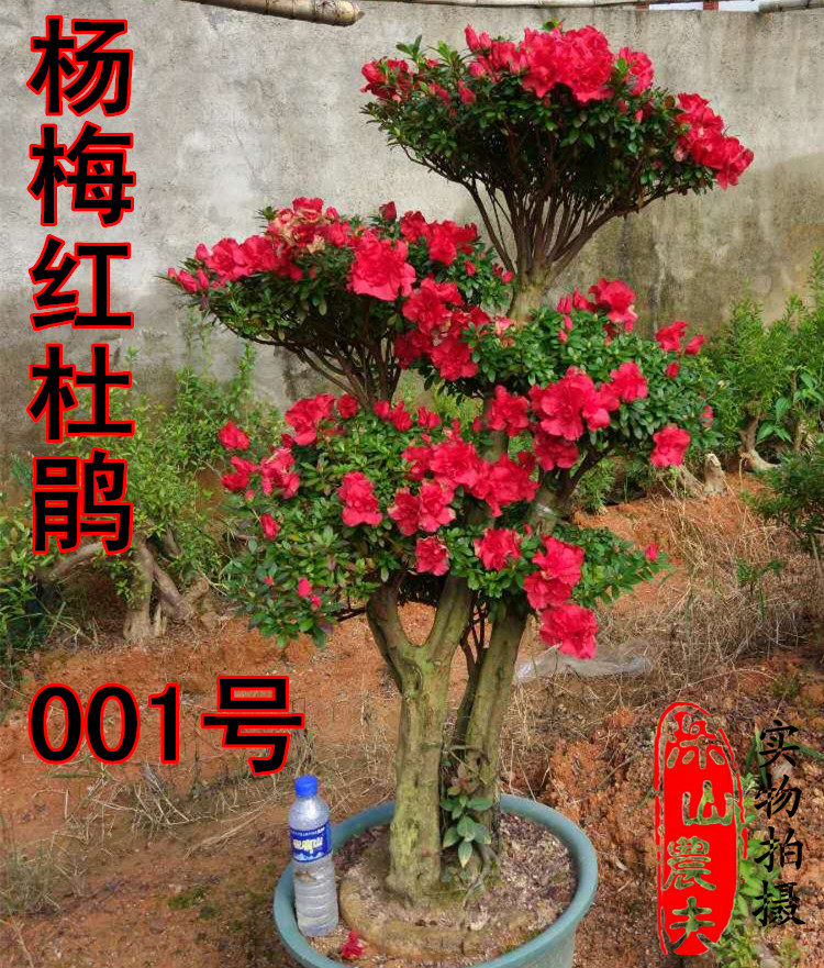 映山红盆栽 杨梅红杜鹃 重瓣大花盆景 地景 百年古桩 树桩 熟桩