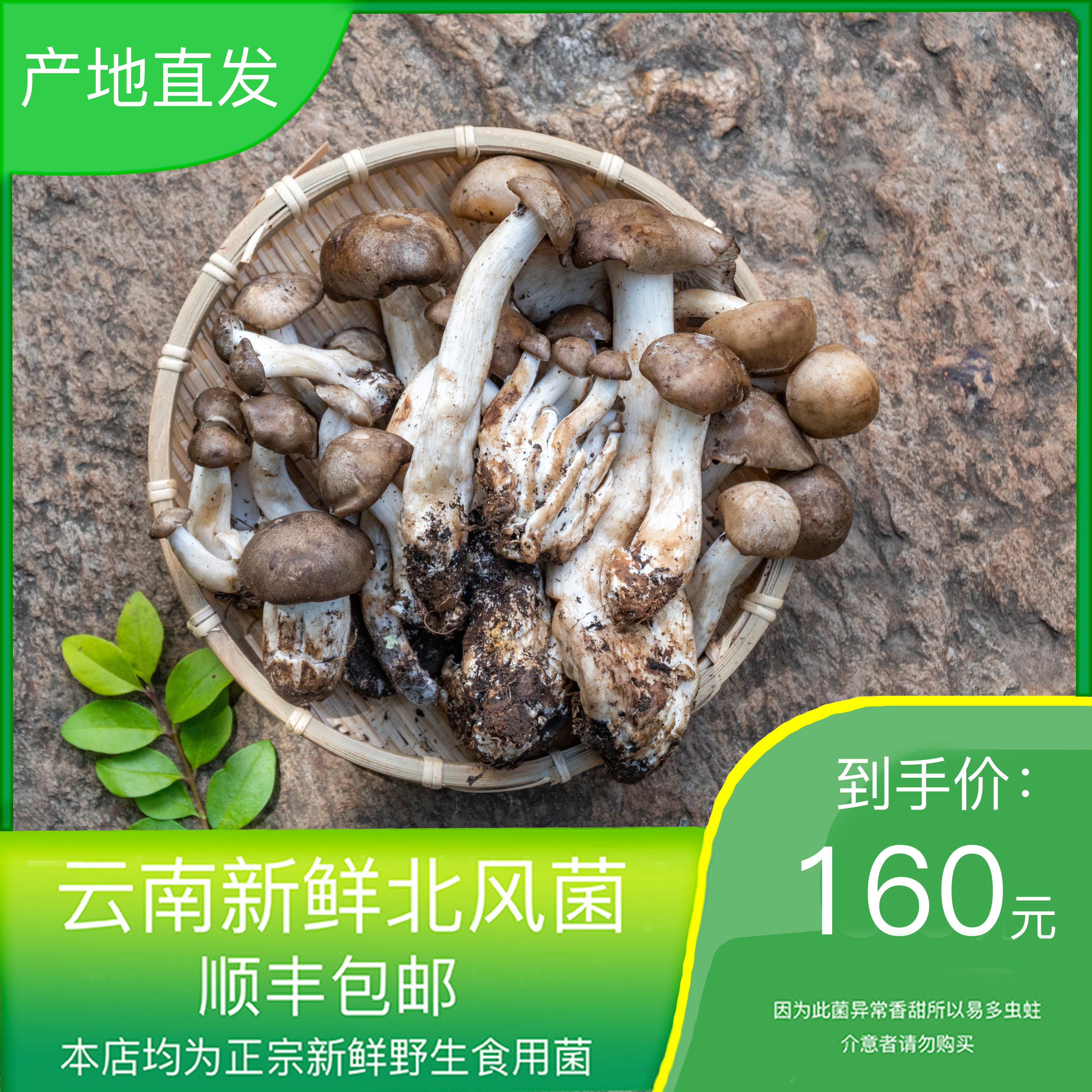 野生北风菌一窝羊鹿茸菇云南新鲜玉皇蘑一窝羊栗窝菌北风菌榆黄蘑